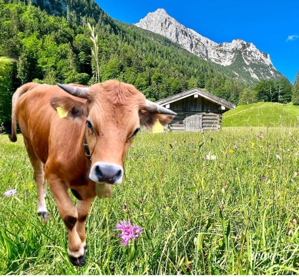 Fewo Ilona Διαμέρισμα Mittenwald Εξωτερικό φωτογραφία